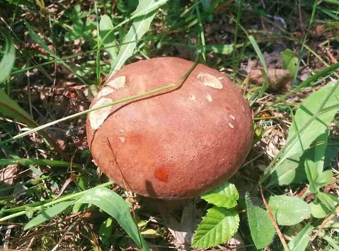 Mini Solnce Karpat 宾馆 波利亚纳