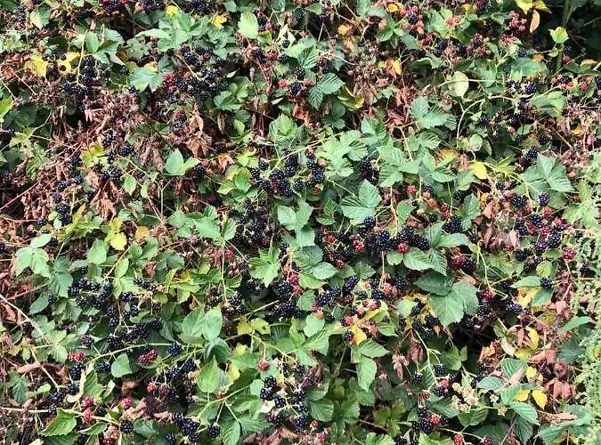 Mini Solnce Karpat 宾馆 *