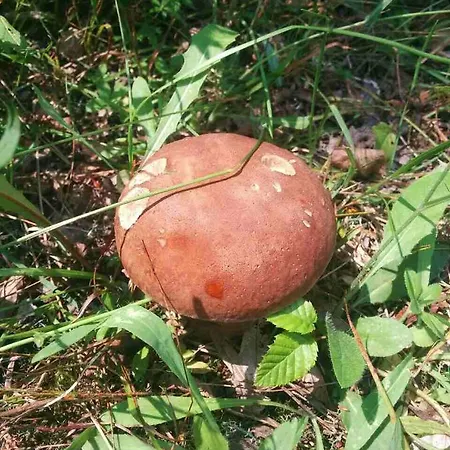 Mini Solnce Karpat Herberg Polyana (Transcarpathia)