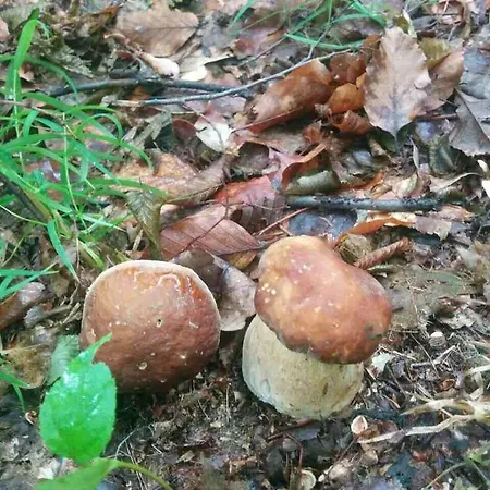 Herberg Mini Solnce Karpat Polyana (Transcarpathia)